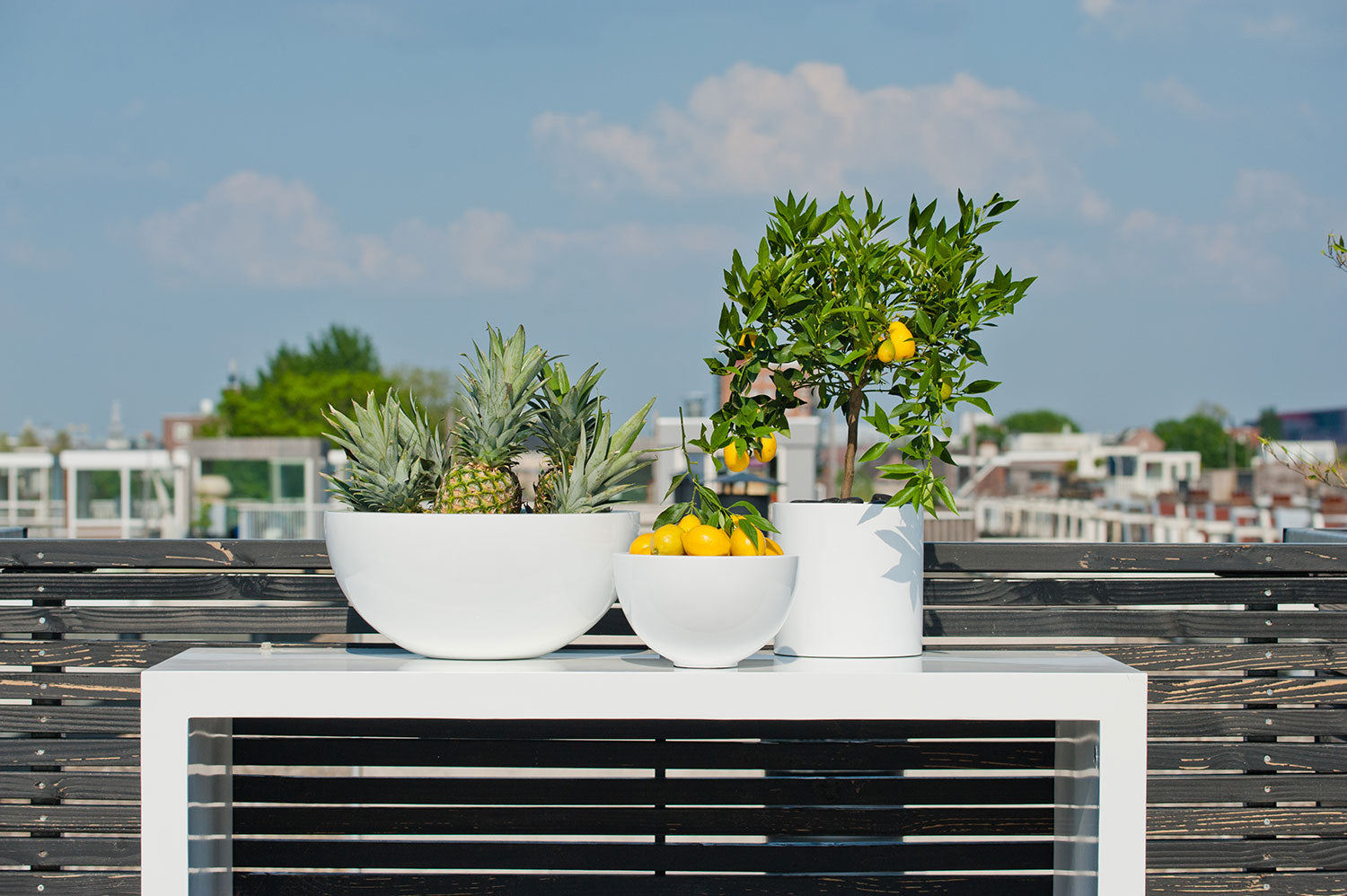 Weiße Design-Blumentöpfe mit Ananas, Zitronen und Zitronenbaum auf moderner Terrasse, Codeso Living