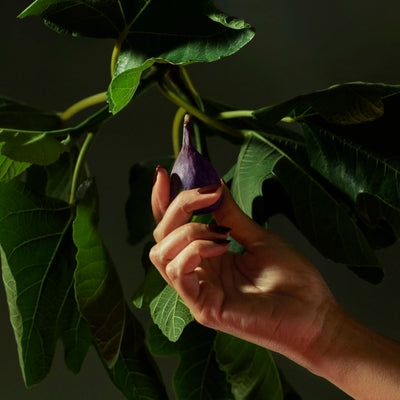 Voluspa 5-Docht Duftkerze Forbidden Fig | Japonica Collection | 3,5 kg