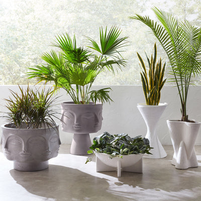 Planter Kevan | Platinum Gold
