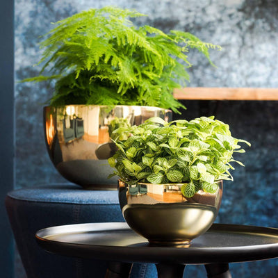 Pottery Pots Pflanzschale Sunny | Platinum Gold