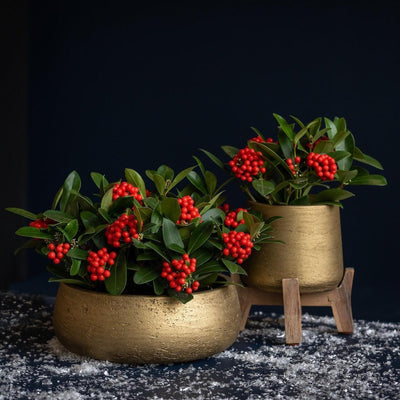 Pottery Pots Pflanztopf Patt | Metallic Gold | Ø 16,5 cm