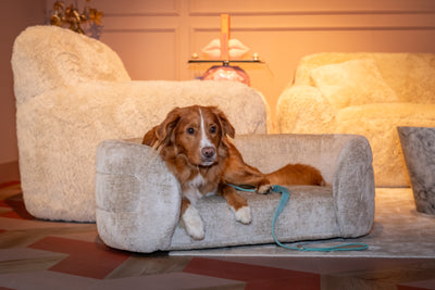 Richmond Interiors Hundekörbchen Bingo | Weiß